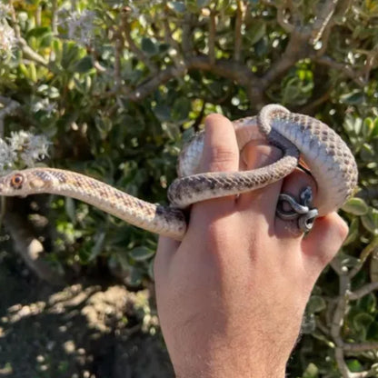 Hand trägt Venom Ring von Swaravo, während sich eine echte schwarze Schlange elegant um die Finger windet – Symbol für Kraft und Geheimnis
